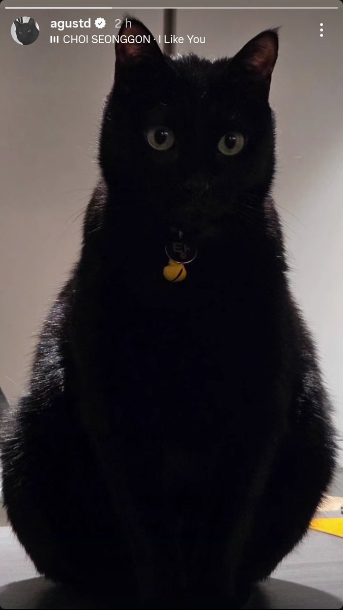 eposmoon's tweet photo. tangie è il gattone di casa e yoongi è il gattino https://t.co/QLC6DILkTo