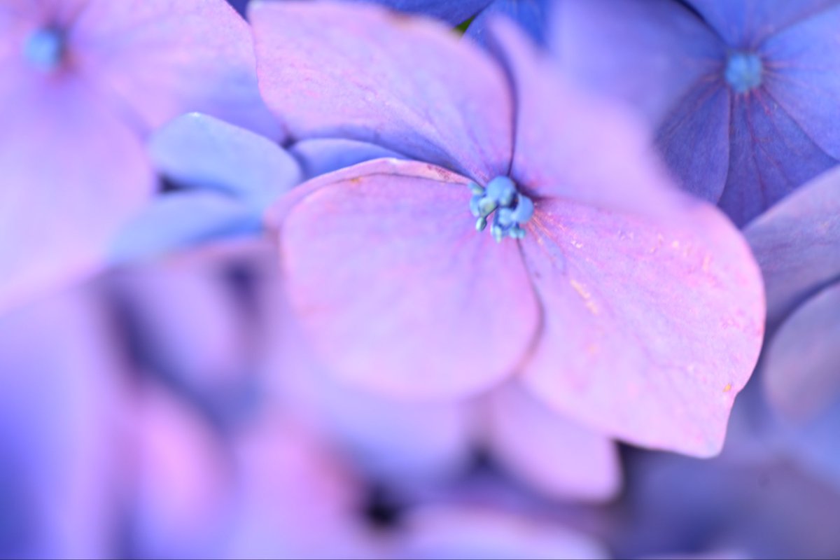 RoomMayu's tweet photo. お寺の紫陽花 https://t.co/68JFqIz9hN