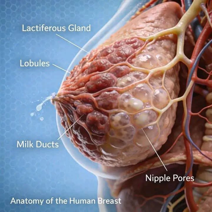 learnhealthx's tweet photo. Anatomy of the human breast https://t.co/S5uMBmpoEa