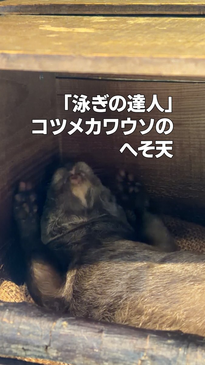 higashiyamapark's tweet photo. 【Instagram更新しました】
東山動植物園では本園と北園（自然動物館）の2か所で #コツメカワウソ を見ることができます。
今回は本園の ドン の様子をお見せします！
この日は寝床で #へそ天 していました。

https://t.co/FI1ATByTxo

#東山動植物園 #動物園 https://t.co/SESWToSnfU
