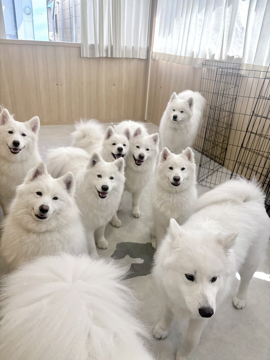 samoyed_cafe's tweet photo. サモエドカフェで働くと、毎日これで嬉しい https://t.co/R4fw83PCvG