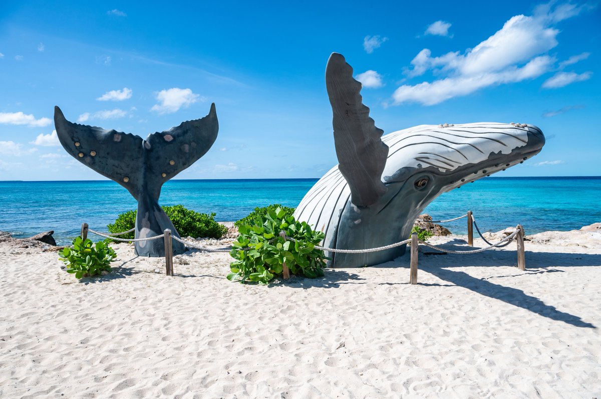AurexTravel's tweet photo. 🏝️Turquoise waters, white-sand beaches, and unforgettable Caribbean views 🌊

🚢 Visit Grand Turk, Celebration Key, Half Moon Cay &amp; more on cruises sailing directly from New York &amp; New Jersey.

🌐 https://t.co/YXbWQARkMi

#GrandTurk #CruiseLife #CaribbeanCruise #AurexTravel https://t.co/tJxkM6stMZ