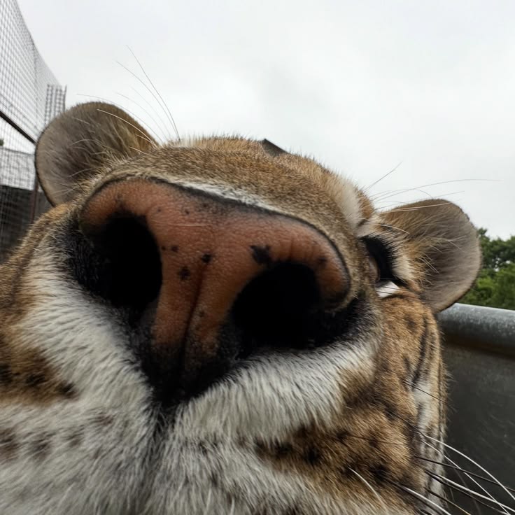 SillyTigerCat's tweet photo. You smell.... odd. https://t.co/NtUdqHnTpp
