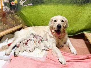 goldenutopiajp's tweet photo. イギリス系のゴールデンレトリーバーの子犬が産まれました😊　かわいい子犬をお探しの方は　https://t.co/Idu6Z0NnJP　からご連絡をお願いします。 https://t.co/HaJArMSKOu