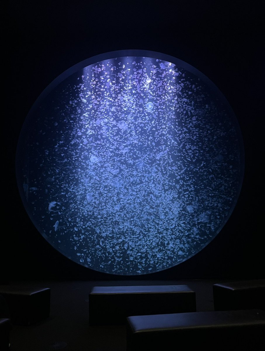 ZYOKO's tweet photo. 加茂水族館行った。
最近大規模リニューアルオープンしたからか施設がとても綺麗。
世界一のクラゲ水族館の名は伊達では無く、約100種のクラゲが展示されていて、マジで見たことないクラゲが大量にいる…すげぇ…となってた。アザラシとアシカもいるし、魚類展示は近辺の種に特化しているのも良い。 https://t.co/txx2K9Srb7