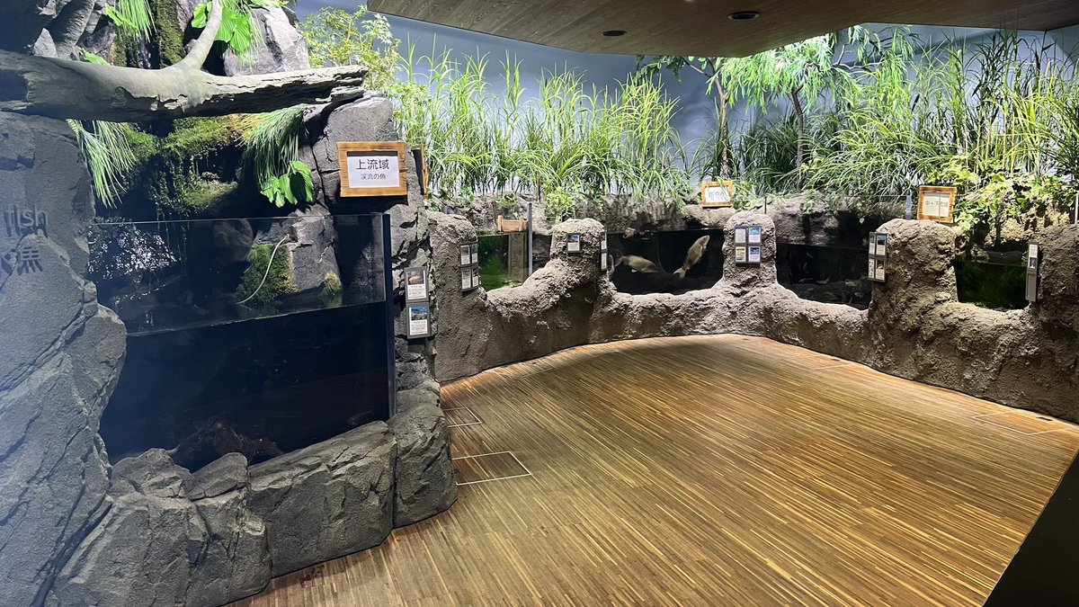 ZYOKO's tweet photo. 加茂水族館行った。
最近大規模リニューアルオープンしたからか施設がとても綺麗。
世界一のクラゲ水族館の名は伊達では無く、約100種のクラゲが展示されていて、マジで見たことないクラゲが大量にいる…すげぇ…となってた。アザラシとアシカもいるし、魚類展示は近辺の種に特化しているのも良い。 https://t.co/txx2K9Srb7