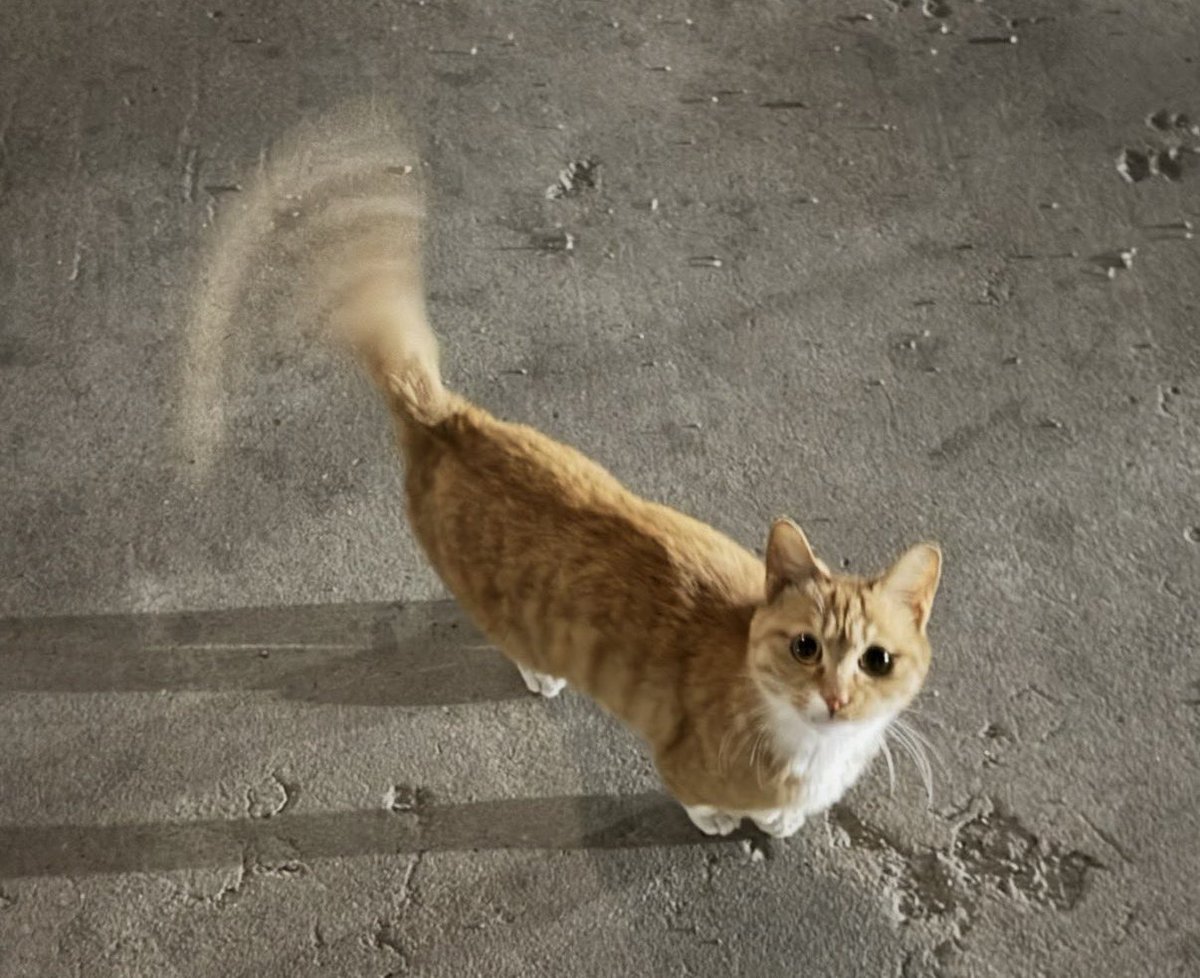 안사멍(성씨:안냥가문) tweet media