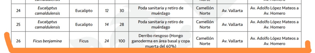 viogu's tweet photo. Pues no compartieron el dictamen, solo me mandaron este pedacito de boletín. Según el @GuadalajaraGob hubo más de 100 podas y dos derribos de árboles previo a las lluvias, no por el concierto de Maná -que por cierto donará sus ganancias a reforestar-. https://t.co/1XHXBvSK4Y
