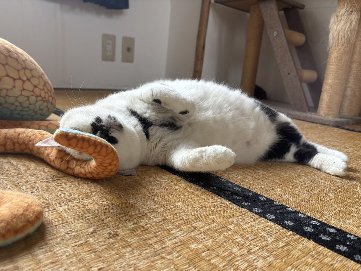 muddycat_atami's tweet photo. プライバシーの保護 https://t.co/H2aHF3hAyG
