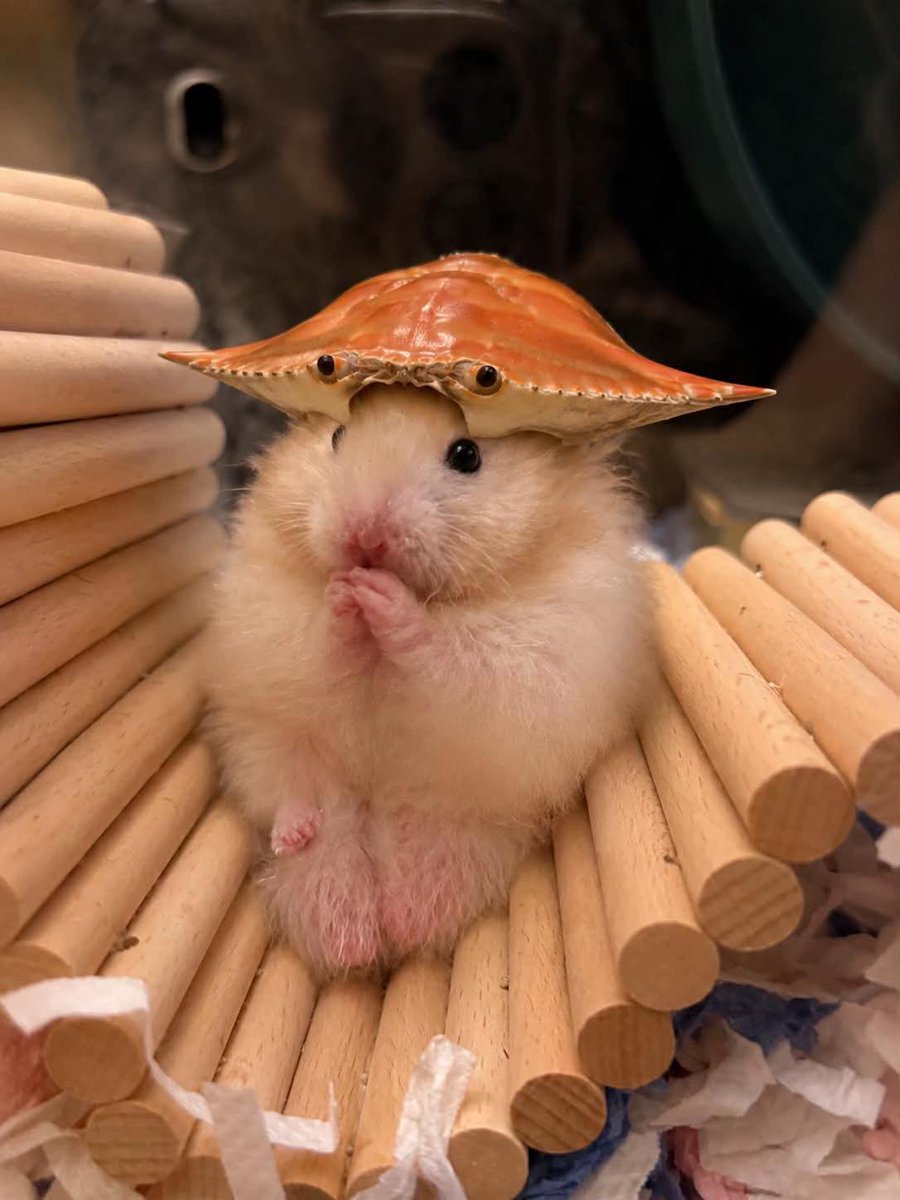 TweetsOfHamster's tweet photo. 🦀🦀 https://t.co/gW2OZeRyFX