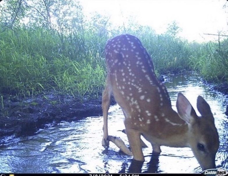 Deer in Places they Shouldn't Be tweet media