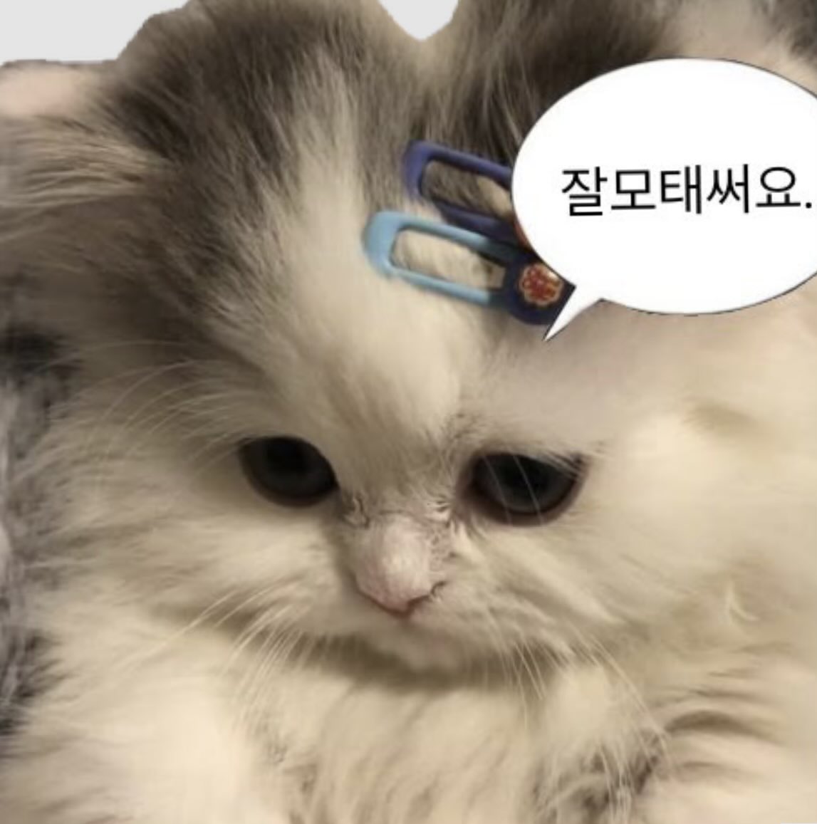 먹짱 위비🌱 tweet media