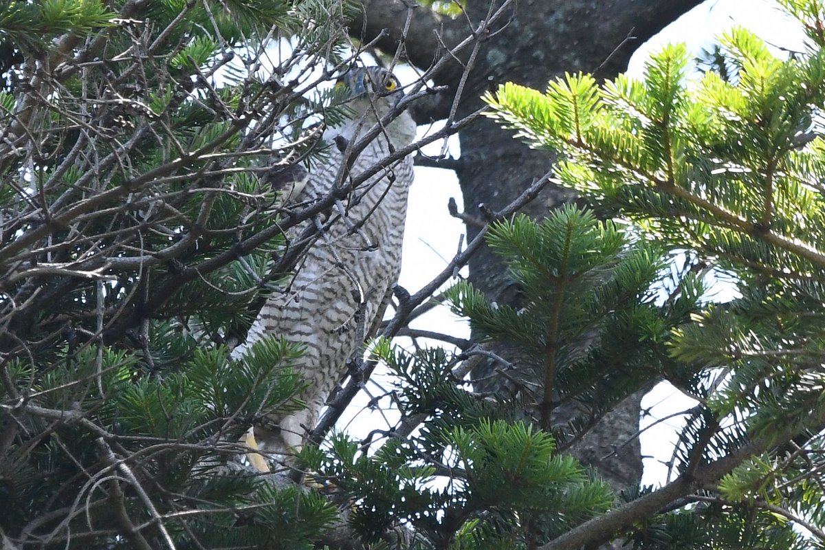 NTvamp's tweet photo. カワセミ&amp;オオタカnow‼️
#kingfisher #goshawk #野鳥 #小鳥 #翡翠 #猛禽類 #カワセミ #オオタカ https://t.co/sbR1vuJVLe