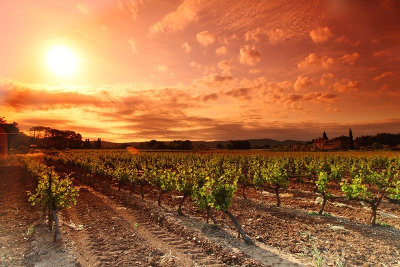 VineturGlobal's tweet photo. Italy Recognizes Consorzio Vino Toscana as Toscana IGT’s Governing Body

The decision gives the consortium authority across the full denomination, expanding oversight, protection and promotion beyond its members.
https://t.co/KX9beRmvlv https://t.co/dpuDsgqmwM