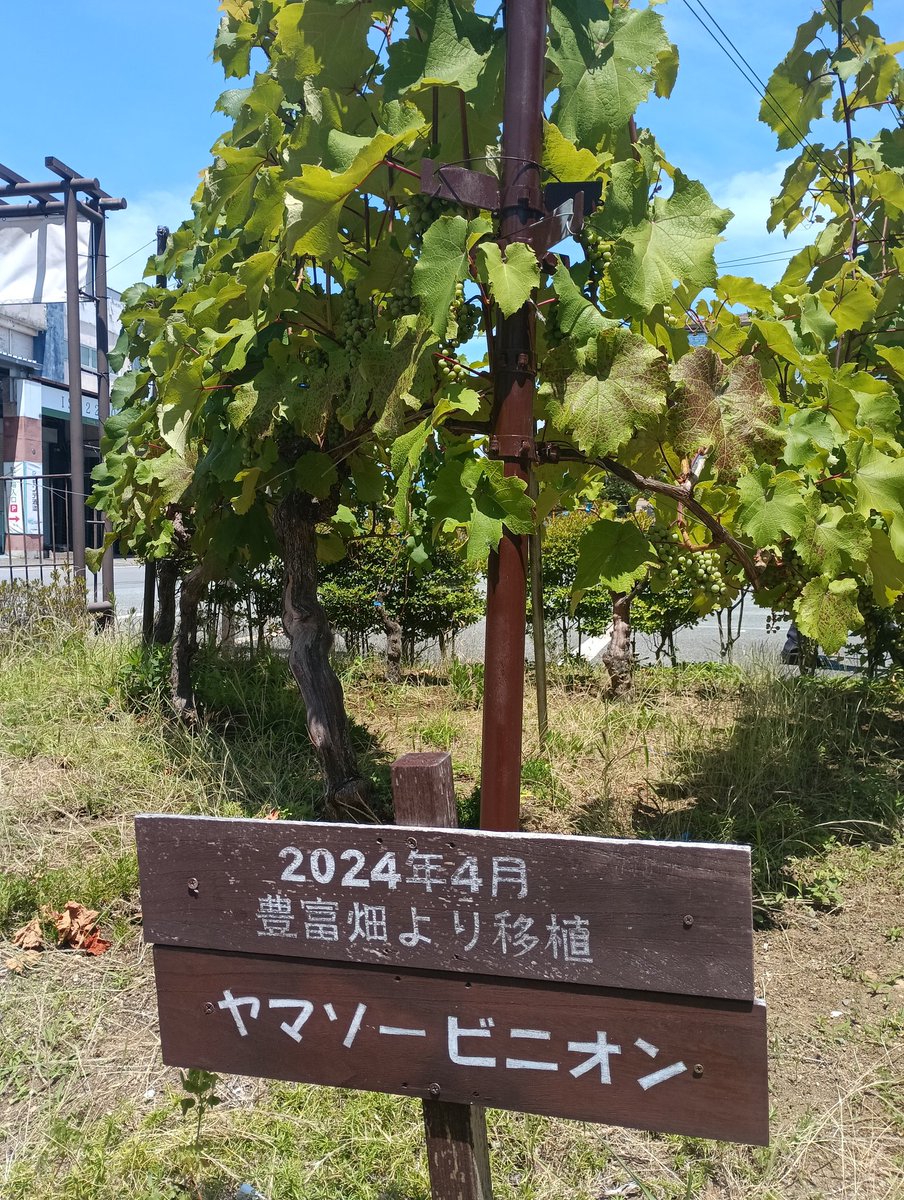 mondewinery's tweet photo. 山梨もとにかく暑い🥵
そんな中、庭園のヤマソービニオンは順調に育っています🍇
今、カラスが来たので威嚇しておきました🤭
#モンデ酒造
#ヤマソービニオン
#石和温泉 https://t.co/MRc1yMiUth
