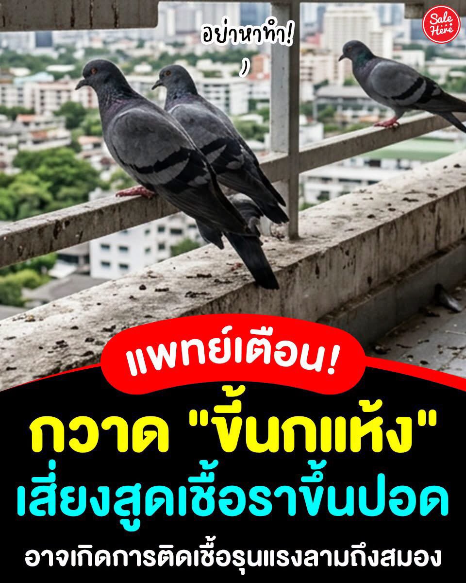 salehere1's tweet photo. 📣 อย่าหาทำ! 🚨 แพทย์เตือน! ห้ามกวาดมูลนกแห้งเด็ดขาด เพราะอาจเสี่ยงสูดดมสปอร์เชื้อราเข้าปอดและลามสู่สมองโดยไม่รู้ตัว โดยเฉพาะนกพิราบ 🕊️🦠 ทางการแพทย์ระบุว่า ในมูลนกพิราบเป็นแหล่งเจริญเติบโตชั้นดีของเชื้อราที่ชื่อว่า Cryptococcus neoformans ซึ่งเมื่อมูลนกแห้งแล้วเราไปกวาด สปอร์เชื้อราที่มีขนาดเล็กมากจะฟุ้งกระจายไปในอากาศทันที เมื่อสูดดมเข้าไป เชื้อจะตรงเข้าสู่ปอด ก่อให้เกิดภาวะปอดอักเสบรุนแรง หรือเกิดฝีในปอด และหากร่างกายภูมิคุ้มกันต่ำ เชื้อสามารถลุกลามเข้าสู่กระแสเลือ*ดไปยังระบบประสาท ทำให้เกิดโรคเยื่อหุ้มสมองอักเสบที่อันตรายถึงชีวิตได้ 🧹💨 บ้านใครมีมุมที่นกชอบมาเกาะบ่อย ๆ แวะมาเช็กวิธีทำความสะอาดที่ถูกต้องในโพสต์นี้ แล้วรีบไปจัดการแบบปลอดภัยกันน้า 🧤😷
. 
💡 วิธีทำความสะอาดมูลนกที่ถูกต้องและปลอดภัย
1. ห้ามกวาดแห้ง ให้ใช้น้ำยาฆ่าเชื้อ หรือน้ำผสมผงซักฟอกฉีดพ่นให้มูลนกเปียกชุ่มก่อน เพื่อล็อกไม่ให้สปอร์เชื้อราฟุ้งกระจาย
2. สวมหน้ากากอนามัย (แนะนำหน้ากาก N95) และถุงมือยางทุกครั้งขณะทำความสะอาด
3. ขูดและเช็ดเมื่อมูลนกอ่อนตัวลง ให้ใช้เกรียงขูดออกแล้วเช็ดทำความสะอาด นำใส่ถุงมัดปากให้แน่นก่อนทิ้ง
.
📍 ที่มา : กรมการแพทย์ กระทรวงสาธารณสุข และ กรมควบคุมโรค
.
#SaleHere #เซลเฮียร์ #ภัยใกล้ตัว #มูลนกพิราบ #เชื้อราขึ้นปอด