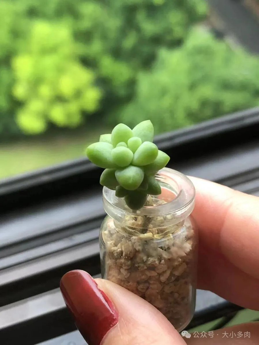 BAGGERONER's tweet photo. Transforming old glass jars into cute succulent planters—waste never looked so fresh! ， https://t.co/u54kVRHc4y