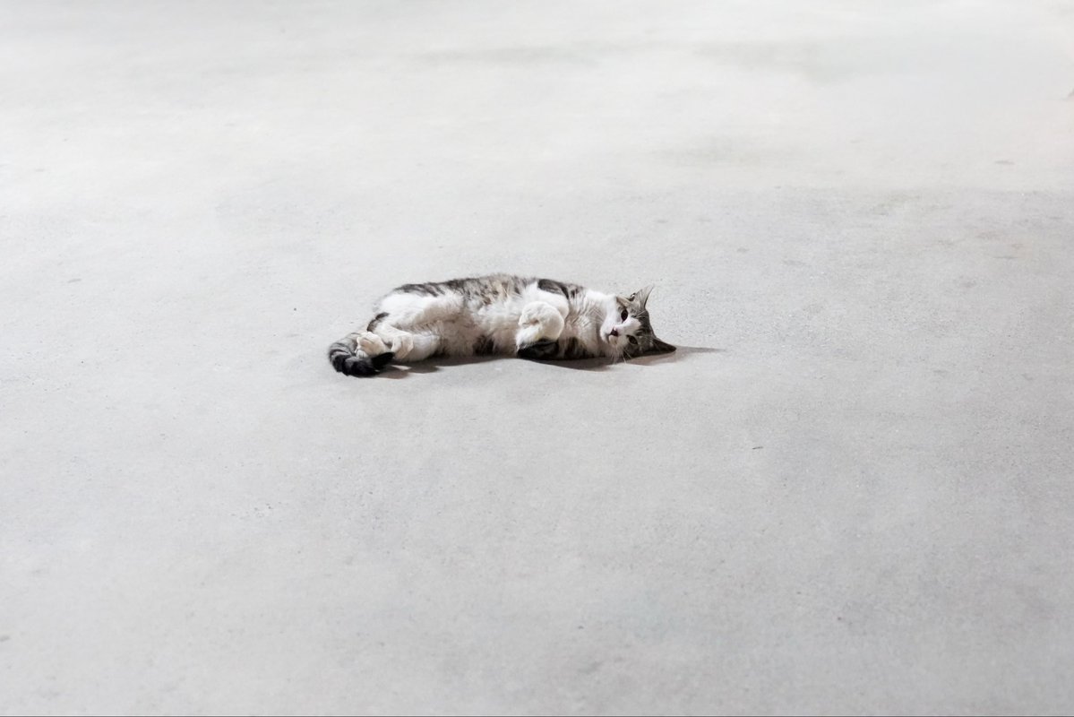 ♡ 理子様 ♡ 散歩してたら懐っこい猫いた 📸RX1RIII