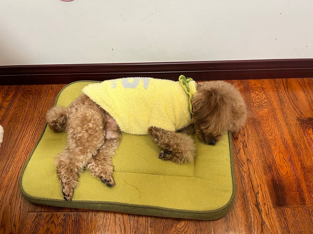 le0netta's tweet photo. My little pup just mastered "sit" today!  Watching you grow from a wobbly furball to this smart little buddy is the best thing ever. Love you, my dear! https://t.co/TVKDqGpjVO
