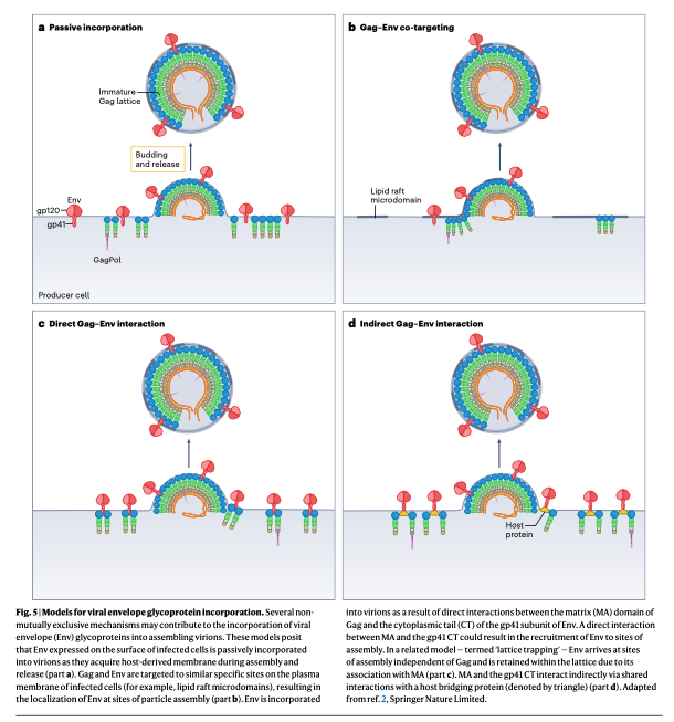 AliSMV7's tweet photo. Mechanisms of HIV-1 assembly, release and maturation

https://t.co/b8KKTnDrVu https://t.co/dWn05MTOy5