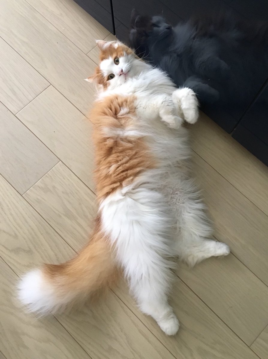 nor_nyanco's tweet photo. 😽💛 https://t.co/hFbKYYiCZu