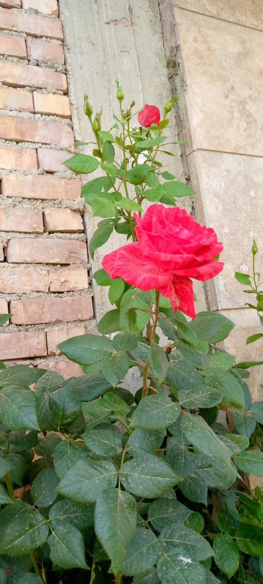 sousannaseri4's tweet photo. پیراهن پاره مد شد... 

شلوار پاره مد شد... 

شال پاره مد شد... 

چرا جوراب پاره که ما زیاد داریم مد نمیشه؟!😂

‌‌‌‌‌‌‌‌‍‌‍‌‍‌‌‌‌‌‍‌‍‌‌‌‌‌‌‌‌‌‌‍‌‍‌‍‌‌‌‌‌‍‌‍‌‌‌‌‍‌‍‌‍‌‌‌‌‌‍‌‍‌‌‌‌‌‌‌‌‌‌‌‌‌‍‌‍‌‍‌‌‌‌‍‌‍‌‍‌‌‌‌‌‌‌‌‍‌‍‌‍‌‌‌‌‌‌‌‌‌‌‍‌‍‌‍‌‌‌‌‌‌‌‌‌‍‌‍‌‍‌‌‌‌‌‌‌‌ https://t.co/SAOQyIlYQy