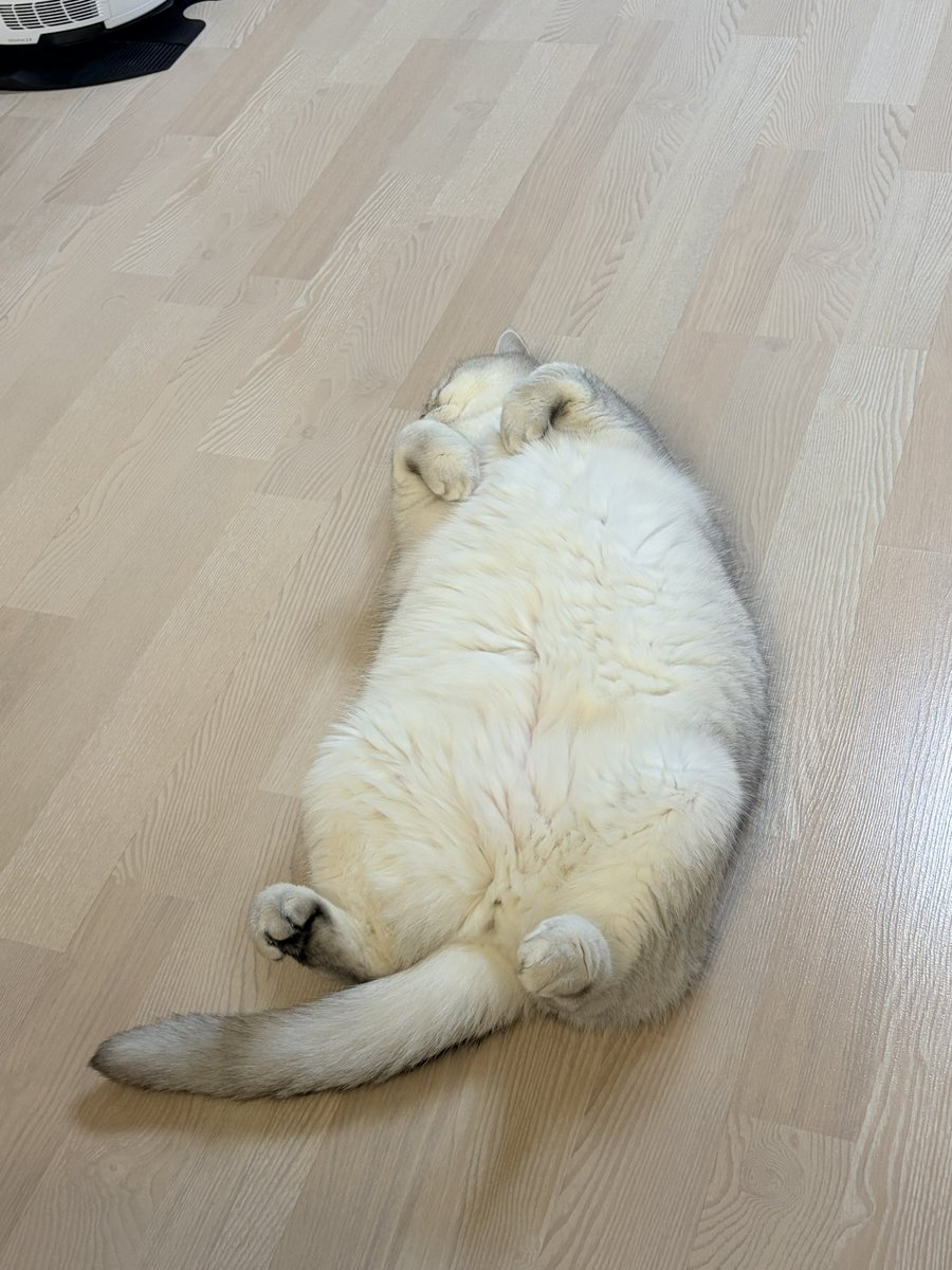 lwonbin's tweet photo. 나는 일 하는데 누워자는 고양이. https://t.co/oNMnqBv6rf