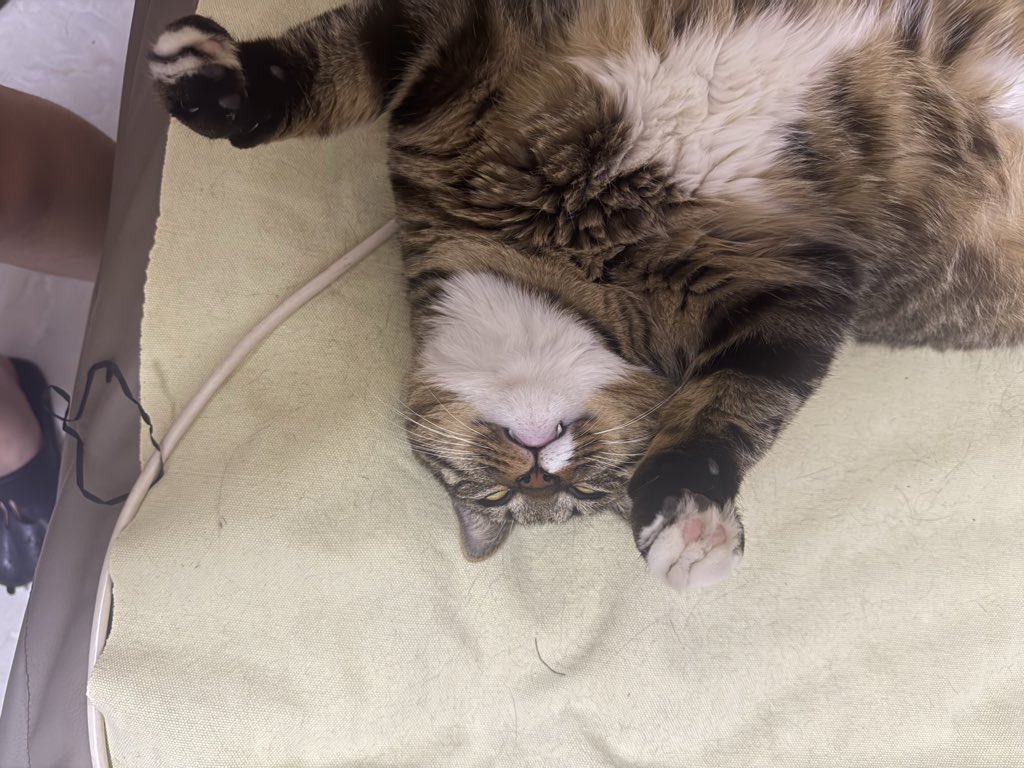 Yoki9vsy's tweet photo. 肥美小猫 https://t.co/QkAJrBdesB