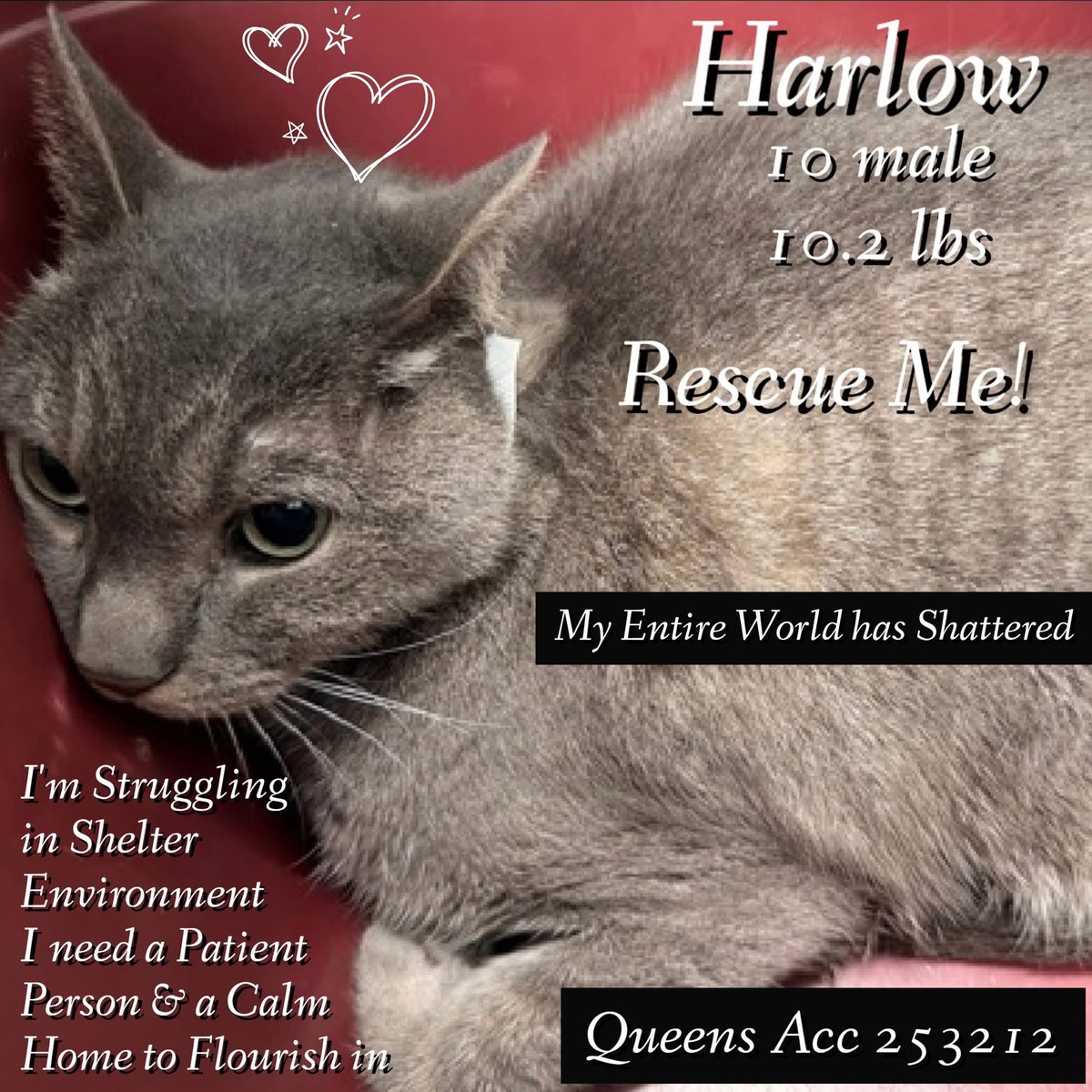 ngremmy's tweet photo. 🆘Please REPOST-adopt-foster🆘

HARLOW is on the “emergency placement” list at NYC AC&amp;C and needs out of the shelter by 12 NOON 6/18! 

#TeamKittySOS https://t.co/REIiLyIV63 https://t.co/abYfActhNx