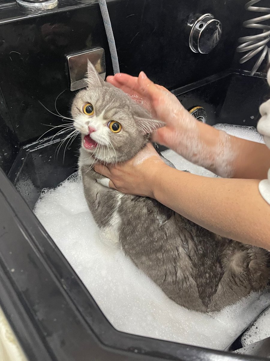 corinxzel's tweet photo. She hasn't had a bath in a week.😷😂 https://t.co/4yJJF45foi