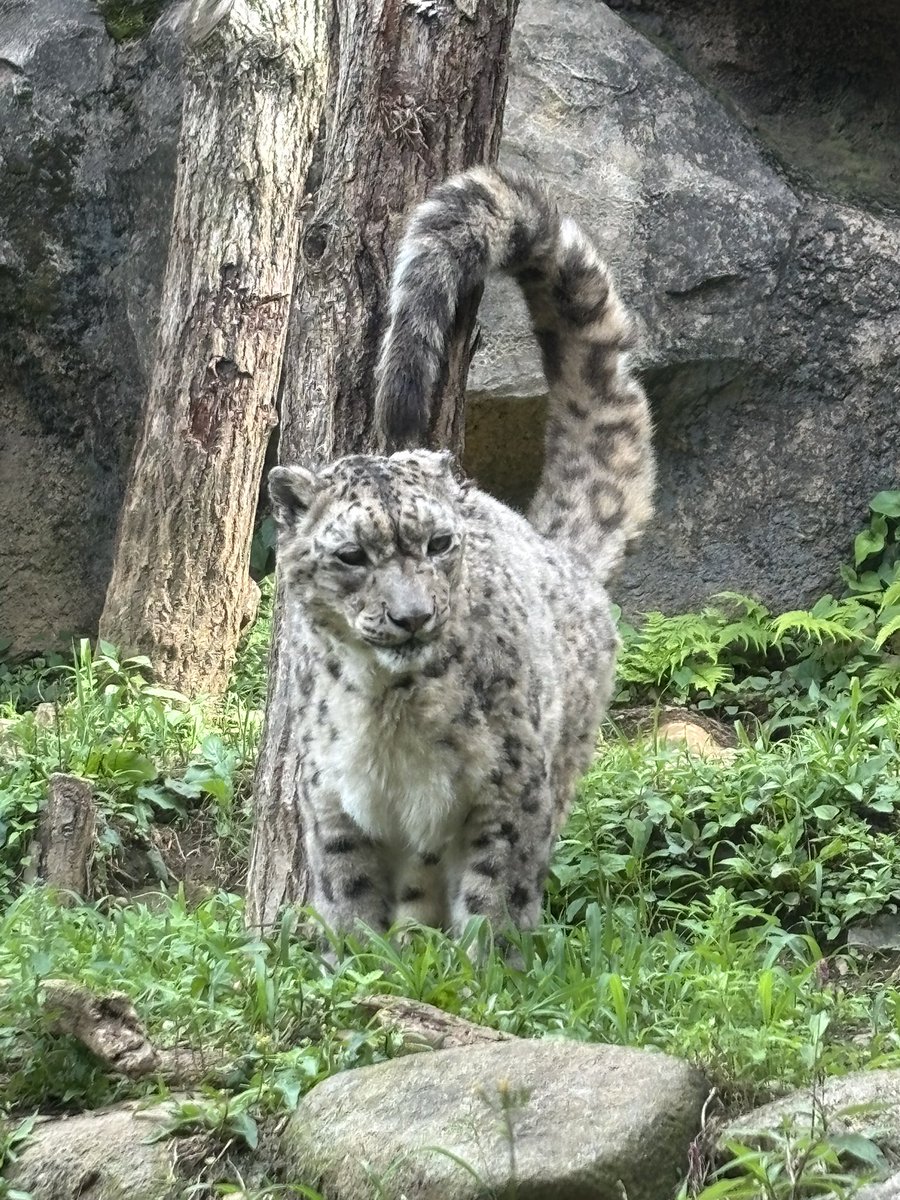 sylvanian1985's tweet photo. 🙆‍♀️
多摩動物公園
ユキヒョウ ミルチャ♀
2026.6.16
#多摩動物公園
#ユキヒョウ #ミルチャ https://t.co/pMWyLjYKkS