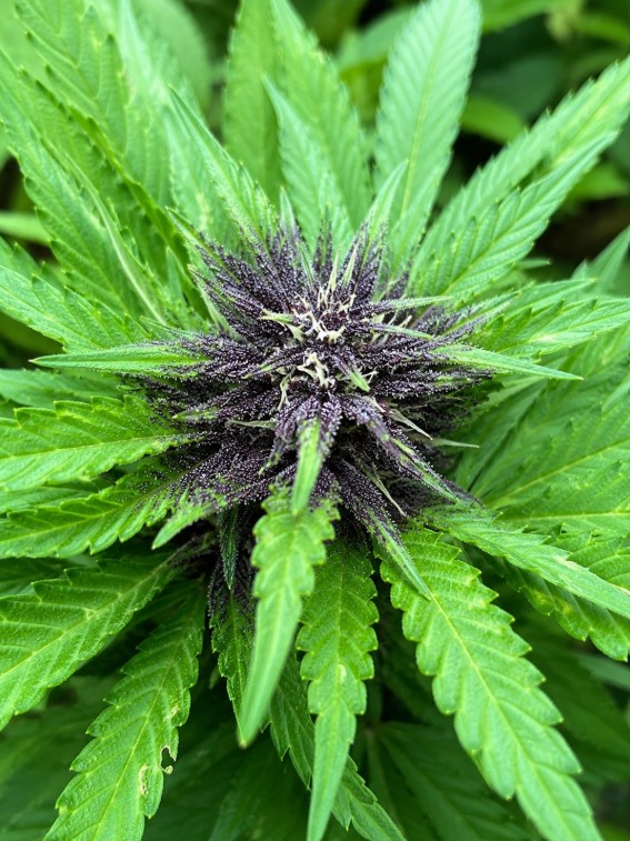 MySeeds_de's tweet photo. Woche 7 und Banana Purple Punch Auto zeigt schon ordentlich Farbe, oder?
Die Sorte ist für ihr fruchtiges Banane-Beeren-Profil bekannt, während Outdoor-Bedingungen den Look jeder Pflanze etwas anders prägen können. https://t.co/WsY6kXgUhP