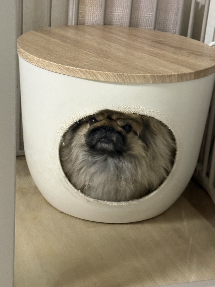 SIMBAP69315's tweet photo. 待って、アイリスオーヤマの愛用してるペットハウス（通称　巣🪹）にピッタリフィットしたんだがー😂😂😂 https://t.co/J6v8uJjEhI