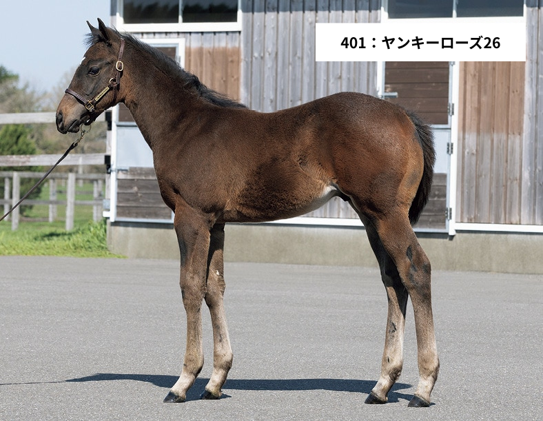 northernfarm_jp's tweet photo. ■ セレクトセール 上場馬情報 ■

netkeiba様にて、名牝ヤンキーローズの特集記事が公開されています。

3冠馬リバティアイランドの母としても知られる彼女ですが、普段の性格や子育てに向き合う素顔、そして産駒の特徴まで、その魅力が綴られています。

今年のセレクトセー���当歳で上場される「ヤンキーローズ2026（父キタサンブラック）」をはじめ、競走馬たちのその背景を知るきっかけとなれば幸いです。

記事とあわせて、ノーザンファーム公式YouTubeの上場馬特集もご覧ください。