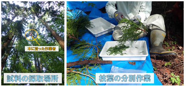 FFPRI_JP's tweet photo. 📢プレスリリース✨
原発事故後の森林で放射性セシウムの安定時期を解明
—木材の放射性セシウム濃度を長期予測する科学的根拠に—

https://t.co/YR8uq7S2Ec https://t.co/mYaqDC5YUs