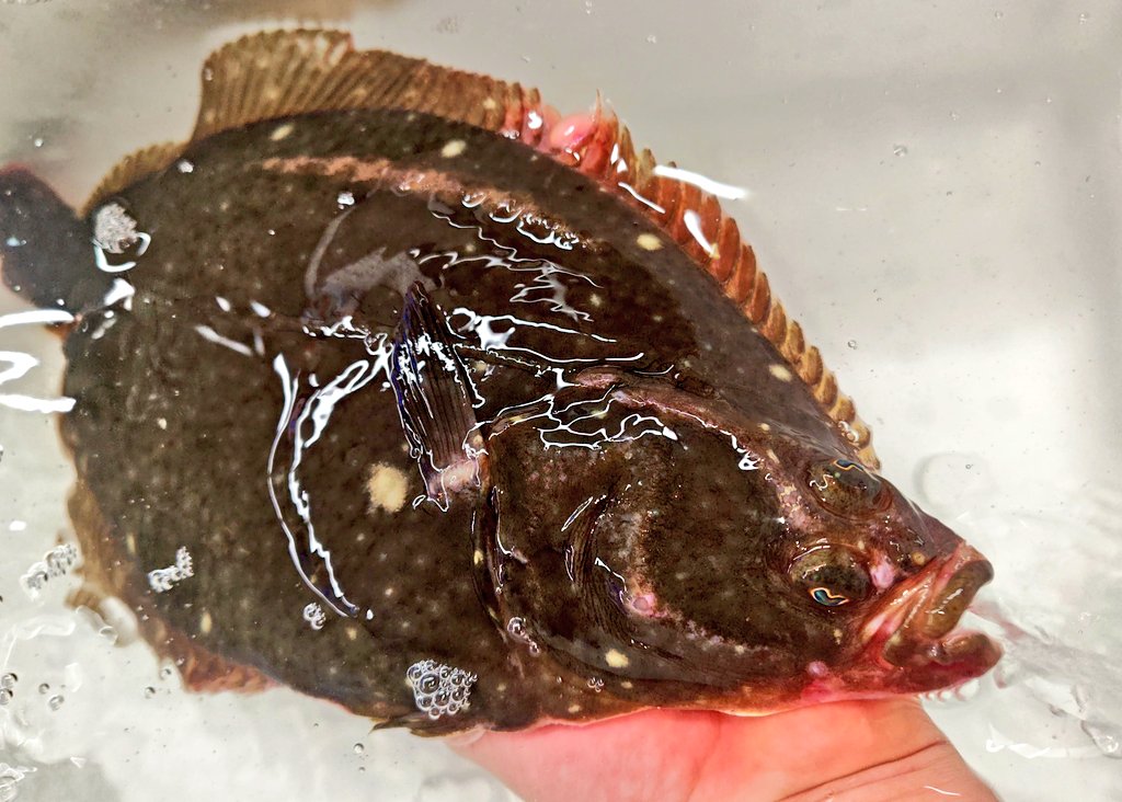 WATABE77781864's tweet photo. 先日また釣った魚をおろして欲しいとの依頼！
今回はアジ！
遅い時間だったけど心が海のように広い店長は快諾！
家族で楽しそうに釣ってる姿が目に浮かぶよね♪😊

そんな町の魚屋の本日のお薦めは今が旬の活石ガレイ刺！
締めたて新鮮プリプリ！
さっぱりポン酢も👍
今晩は専門店の美味しい白身で🍶🍺 https://t.co/zLnL3bXB3u