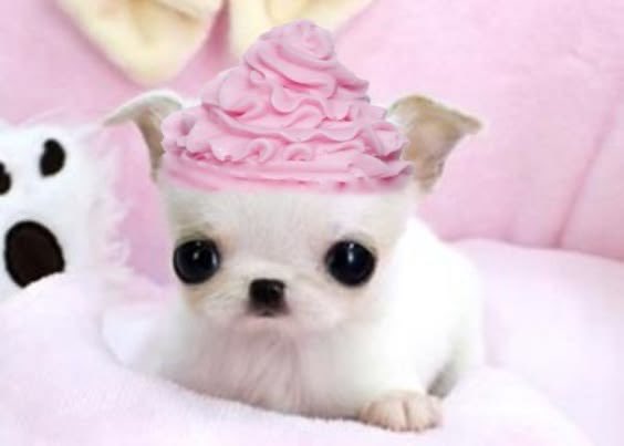 princess lei ⋆ ₊˚⟡ 𐙚 tweet media