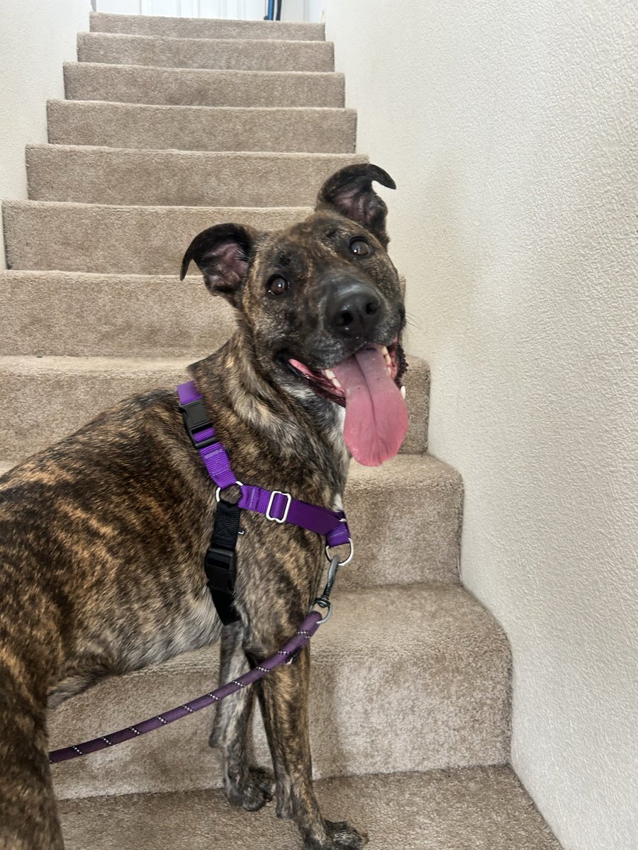 Melaina_Riley's tweet photo. I love this dog. https://t.co/lsqiwvlQ6T