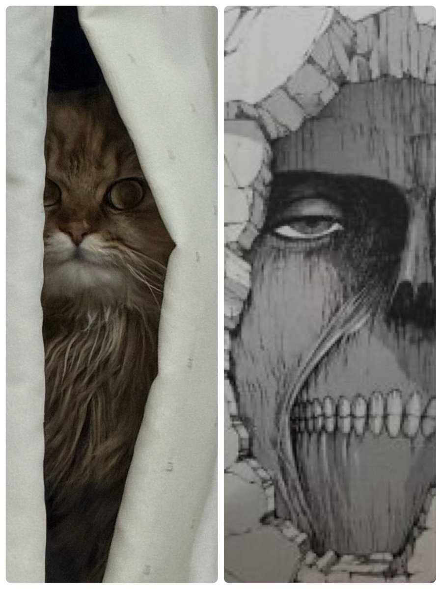 Re_cats_'s tweet photo. | ω👁️ ) みてるよ

#スコティッシュフォールド
#猫のいる暮らし
#猫好き https://t.co/lw19tVJReG