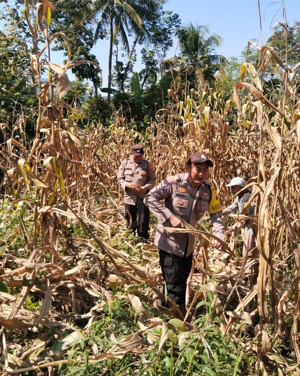 polreslobar's tweet photo. Polsek Wadaslintang bersama kelompok tani melaksanakan panen jagung binaan Polri di Desa Ngalian, Kecamatan Wadaslintang, Kabupaten Wonosobo. #KetahananPanganNegeri https://t.co/3ZK8tP84vR