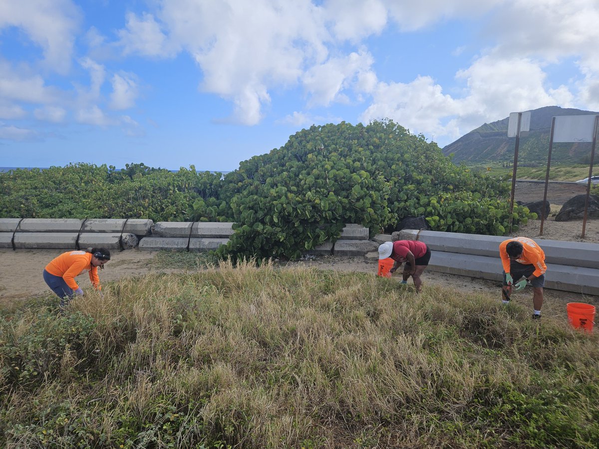 808cleanups's tweet photo. Big Mahalo to today's tremendous team! As it gets hot and dry going into summer, we are racing to remove invasive plants that also increase our wildfire risk. Phase one involves string trimming those invasive plants shorter to the ground. Phase 2 involves digging those out by... https://t.co/ZC2onYoiTp