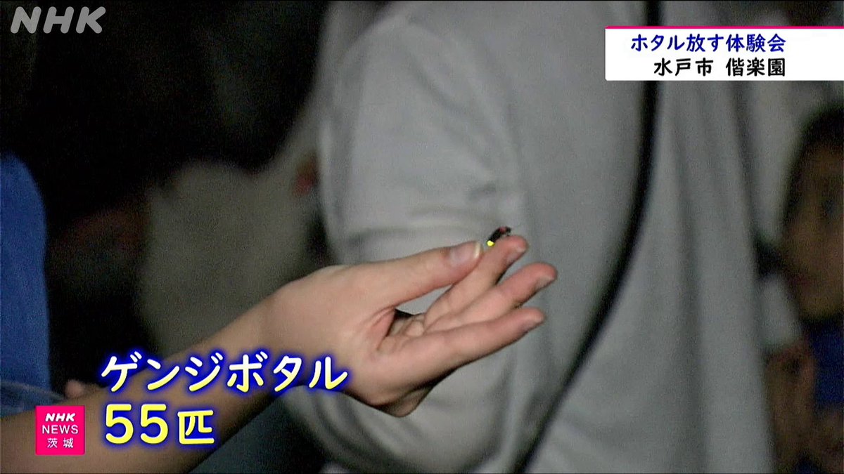 nhk_mito's tweet photo. 水戸 偕楽園 湿地帯にホタル放す体験会 ”夏の風物詩に”
https://t.co/JrlctZBIGE https://t.co/OAdDQIJ2rJ