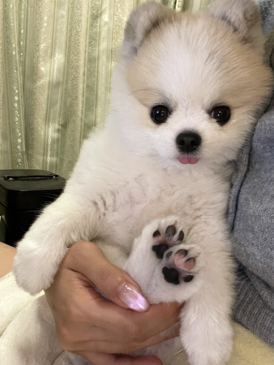coton_ia's tweet photo. 本日の肉球。🐾🐶
＃ポメラニアン　＃肉球　＃犬好きさんとつながりたい https://t.co/ReZN9Sc4aq