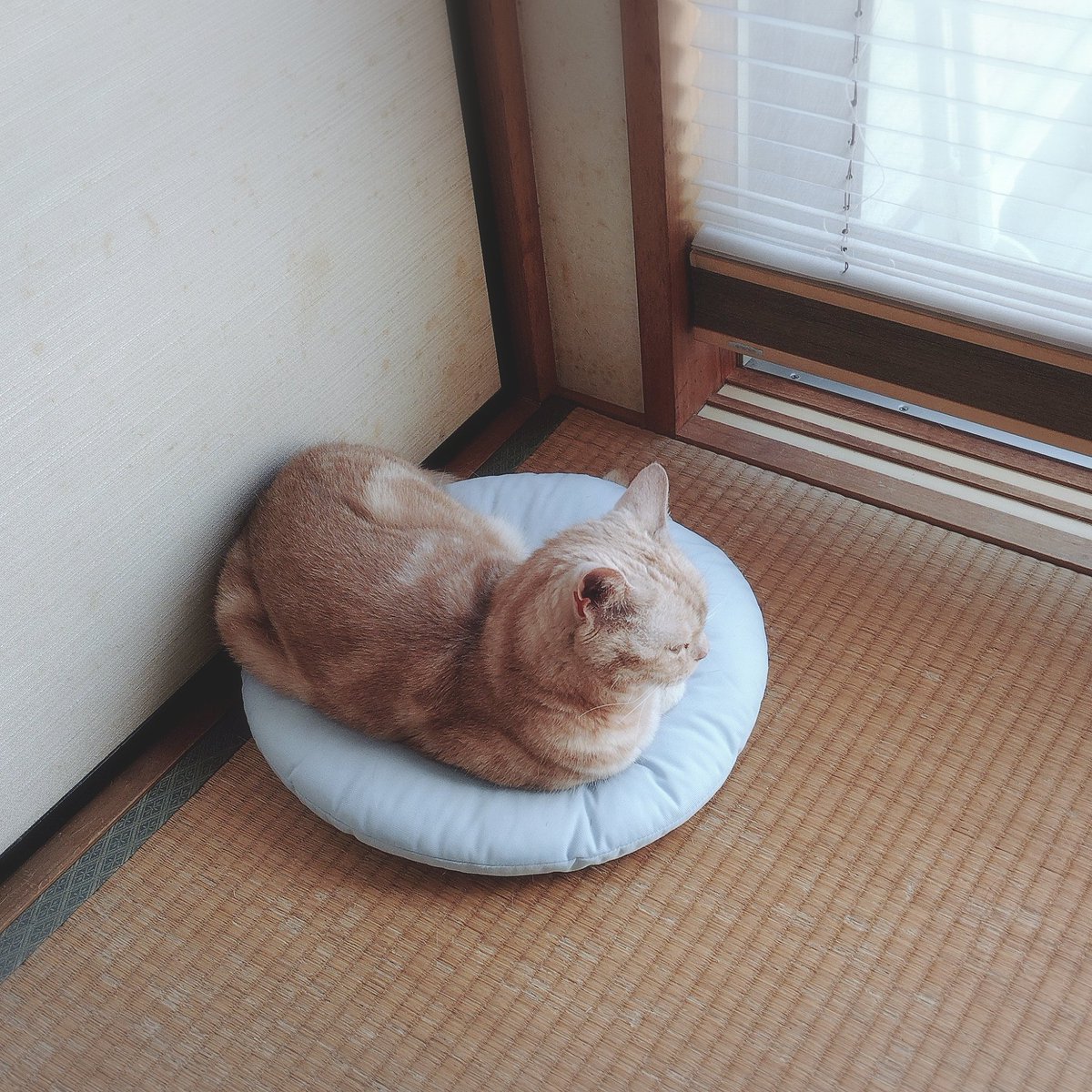 su_haha's tweet photo. 珍しいところでお昼寝。今日もｶﾜｲｺﾁｬﾝですねぇ〜と親バカ全開。 https://t.co/jkggclRVFs