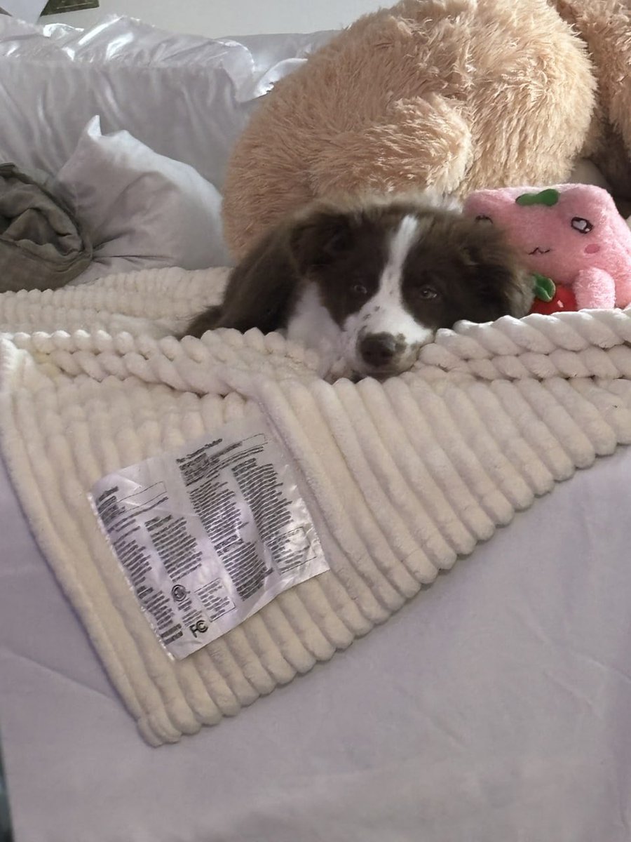 marleybleep's tweet photo. sorry, my bed is already occupied https://t.co/xoVXCna5iF
