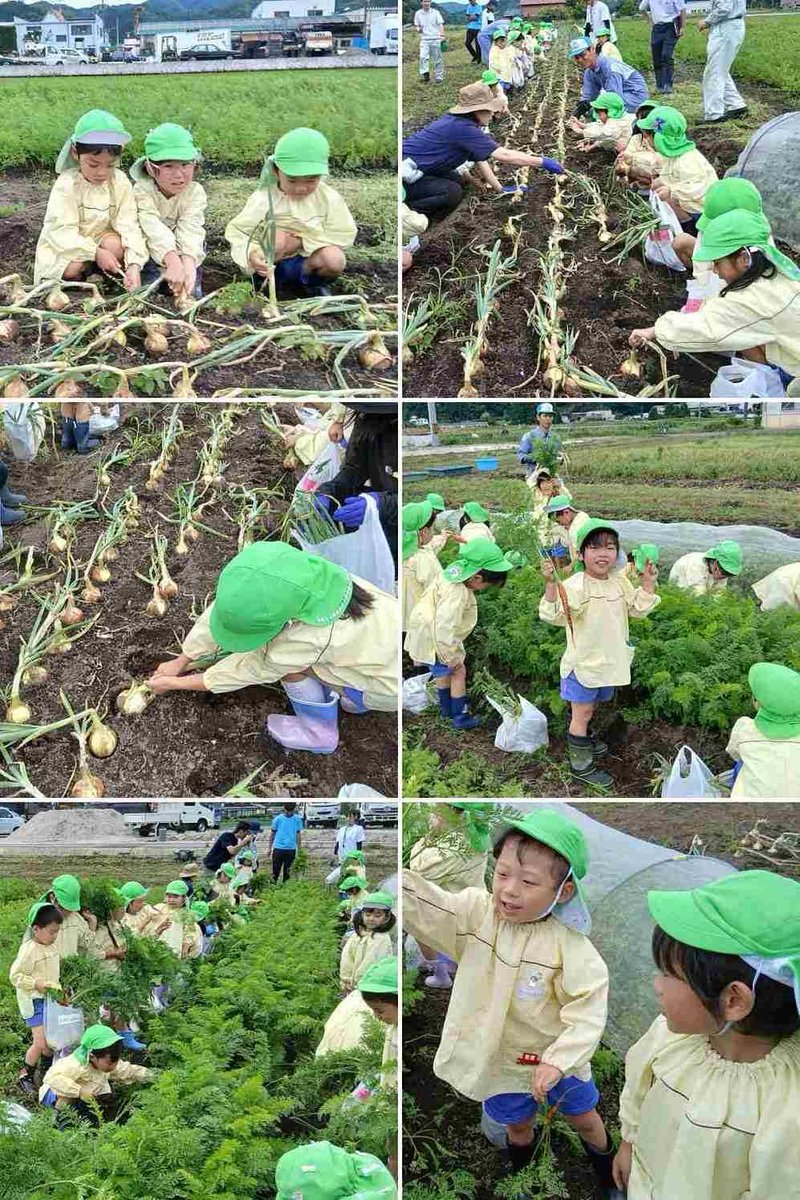 SYochien's tweet photo. 年長さんが日頃、不可燃物収集等で大変お世話になっている因幡環境整備㈱さんに園外保育に行きました。

回収した生ゴミを肥料へリサイクルしその肥料を使って再び野菜をつくられています。

玉ねぎや人参などの美味しい野菜を収穫させて頂き、自宅に持ち帰りました。

ありがとうございました。 https://t.co/2lQ4sKhhsx