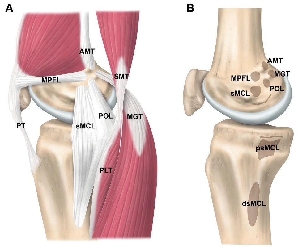 terapiamanualUE's tweet photo. 🦵 ¿Por qué la rodilla "se bloquea" al estirarla por completo?

No es casualidad. Se debe al Screw-Home Mechanism, una estrategia biomecánica que emplea nuestro cuerpo para ganar estabilidad con el mínimo gasto energético. https://t.co/8fmWHdXSfs