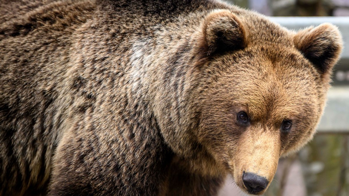 europafmromania's tweet photo. Brașov: problema urșilor ajunși în zonele locuite se agravează. Autoritățile intervin aproape zilnic pentru îndepărtarea animalelor | AUDIO https://t.co/rMzZHUyCCn https://t.co/LGsjBDB0vQ