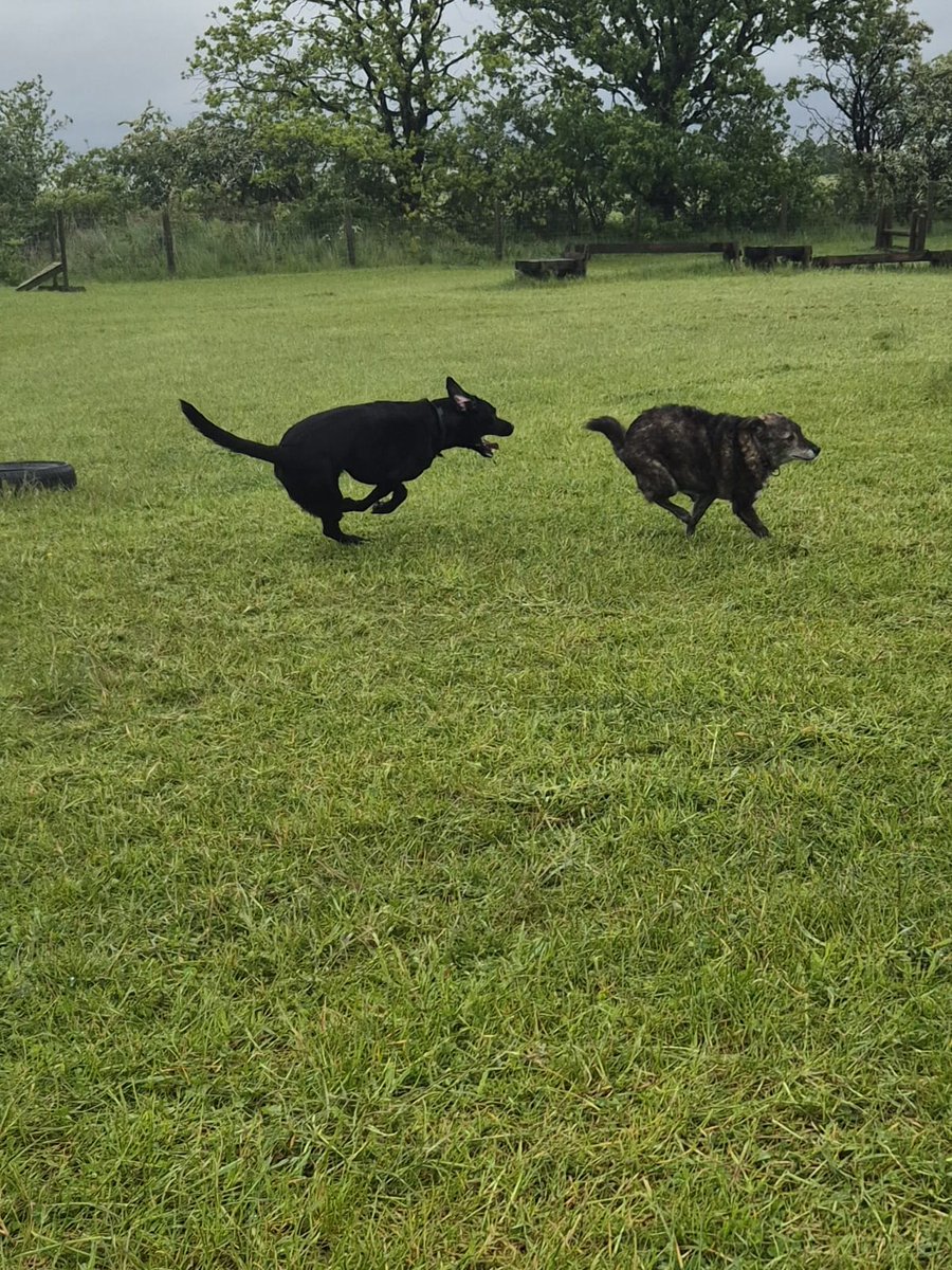 francewitch's tweet photo. Just met Freddie,  the Romanian rescue dog out on our walk. He was in a kill pen, when he was rescued by a charity, owner adopted him, and he arrived at her front door!! Arthur was delighted to see him, been missing him. @dogcelebration #dogsofx #DogsofTwittter #rescuedog https://t.co/lwKKk1hVLI