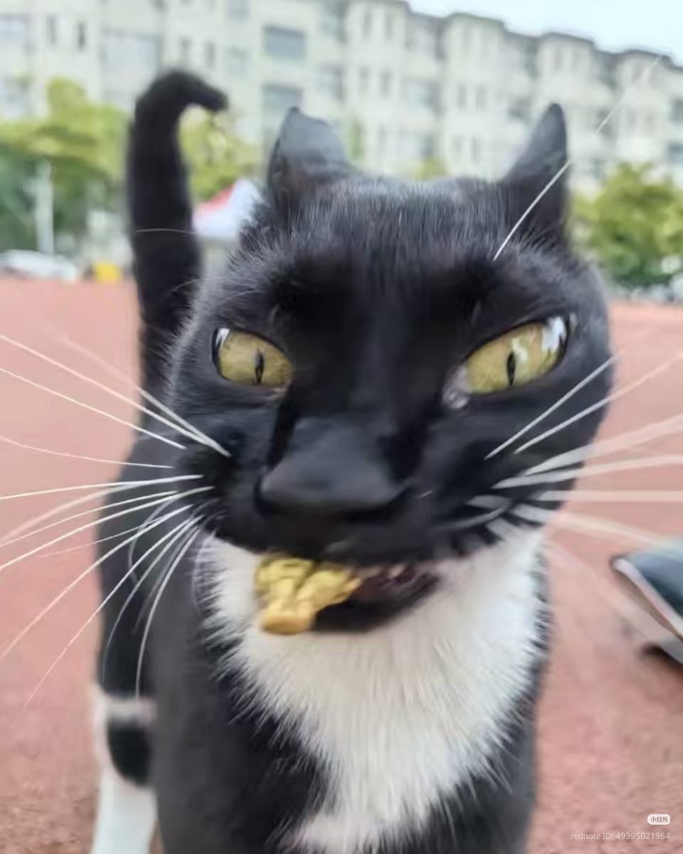 nocontextscats's tweet photo. https://t.co/jTlM2xkaQt